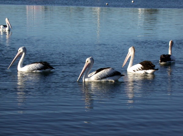 Pelicans